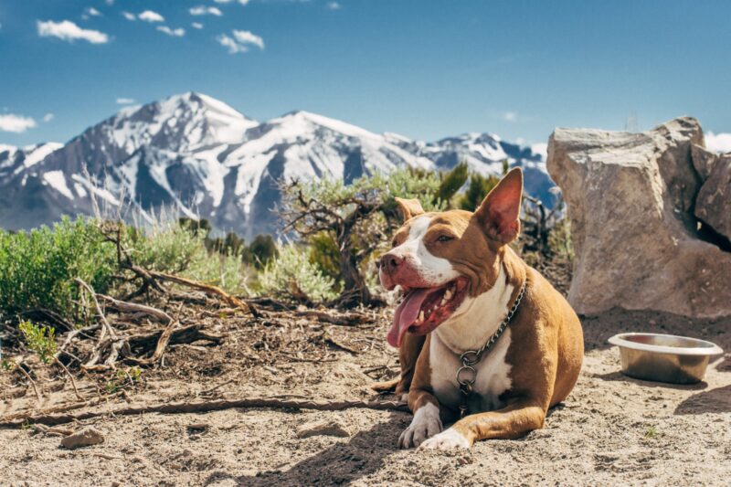 Give CBD to my pet