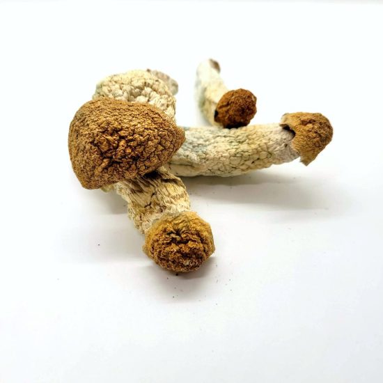 Penis Envy Psilocybin mushroom